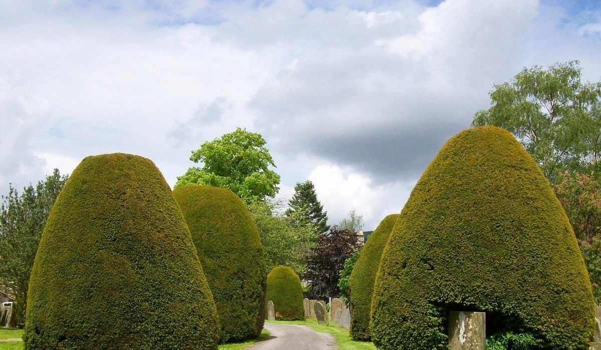 How to Record Churchyard Wildlife for Conservation